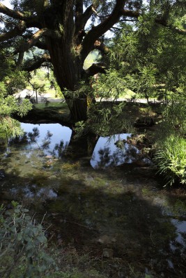 高津川の水源。ヤマタノオロチの魂が宿っていると言い伝えられる一本杉が立っている。 