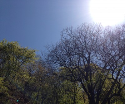 5月、暖かく強い日差しは森の季節を一気に進める。