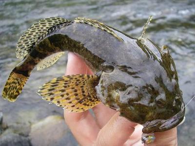 アユカケ（カマキリ＝カジカ科） 清流にのみ生息する回遊魚。体長約25cm。絶滅危惧種。 