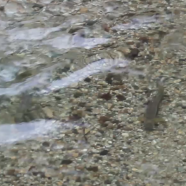 大川を遡上する鮭の動画を公開！